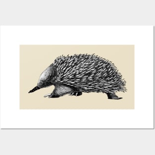 Echidna Posters and Art